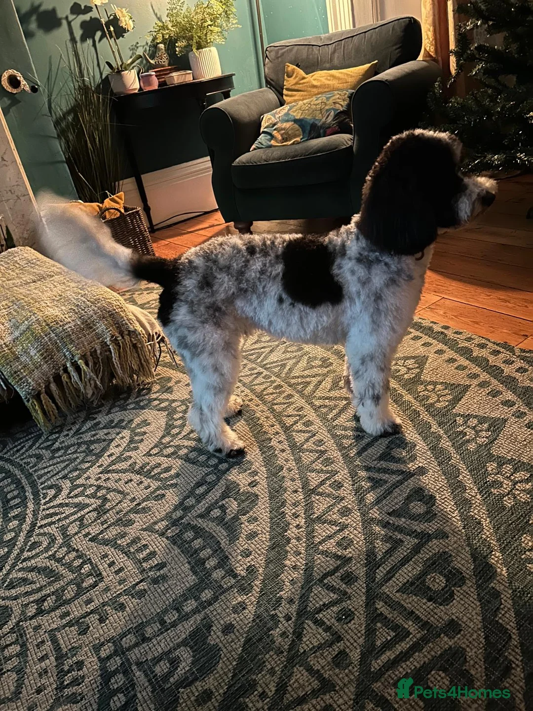 Cockapoo dogs for stud: Proven Cockapoo for stud - Montgomery  - Advert 6