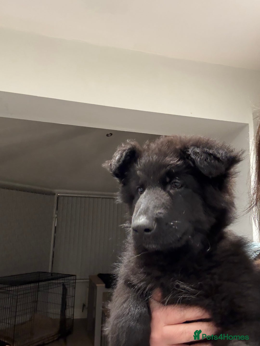 German Shepherd dogs for sale: Straight Back German Shepherd Pups -Ready to leave - Advert 20