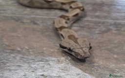 Boa Snake reptiles for sale: Female cb23 small boa poss central american/dwarf  - Image 1