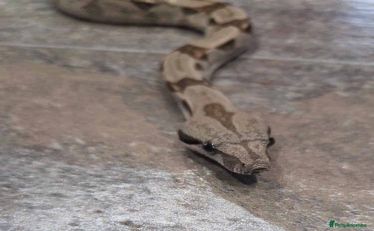 Boa Snake reptiles - Advert 3