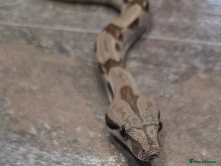 Boa Snake reptiles - Advert 1