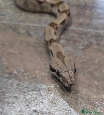 Boa Snake reptiles - Advert 2
