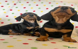 Miniature Dachshund dogs for sale: Miniature dachshund puppies - Image 10