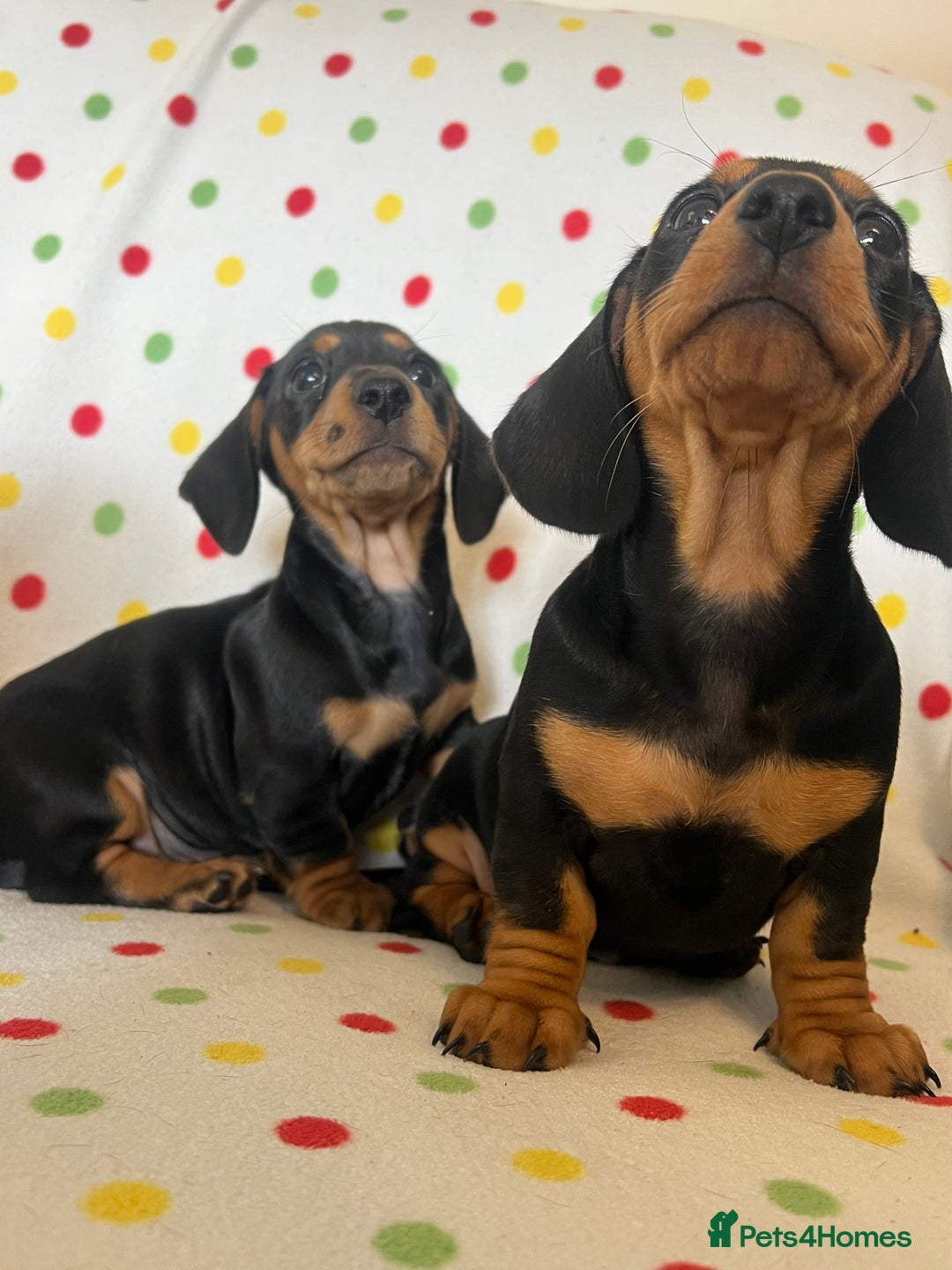Miniature Dachshund dogs for sale: Miniature dachshund puppies - Image 10