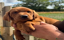 Labrador Retriever dogs for sale: Ready to leave - Exceptional Fox Red Labradors  - Image 39