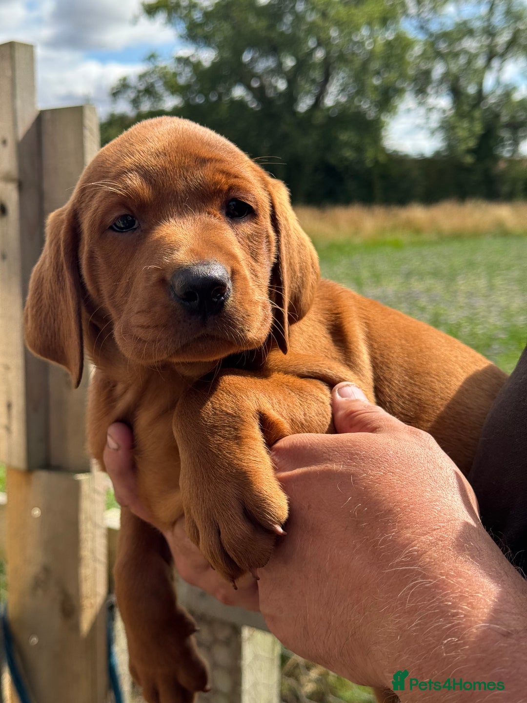 Labrador Retriever dogs for sale: Ready to leave - Exceptional Fox Red Labradors  - Image 39