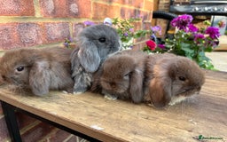 Mini Lop rabbits for sale: Mini lop babies RTL 2nd September - Image 1