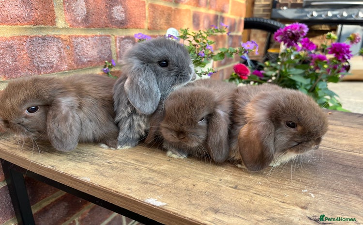 Mini Lop rabbits - Advert 3