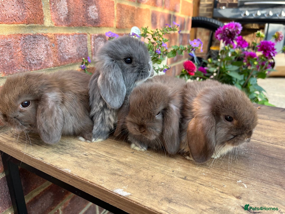 Mini Lop rabbits for sale: Mini lop babies RTL 2nd September - Image 1