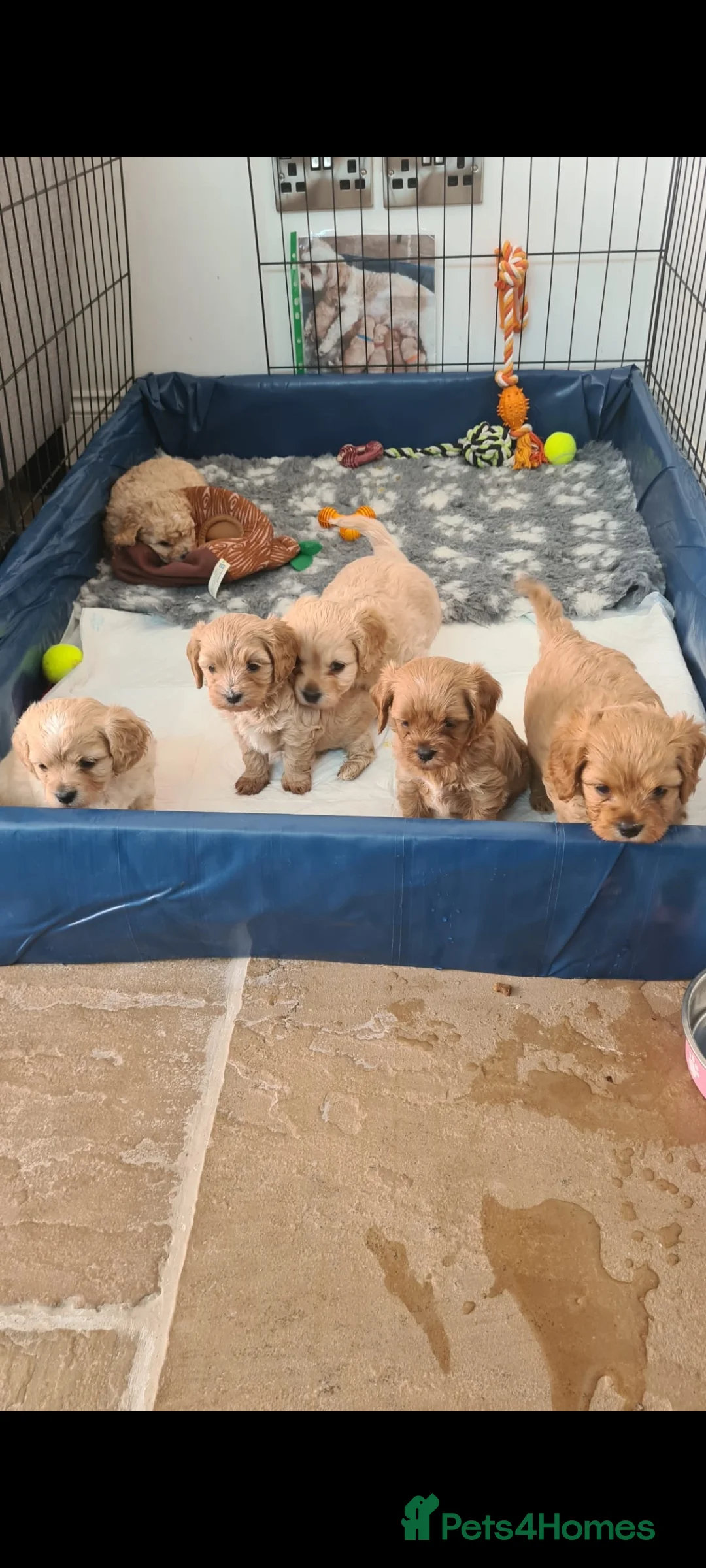 Cavapoo dogs for stud: Experienced, proven and health tested cavapoo stud in London - Advert 21