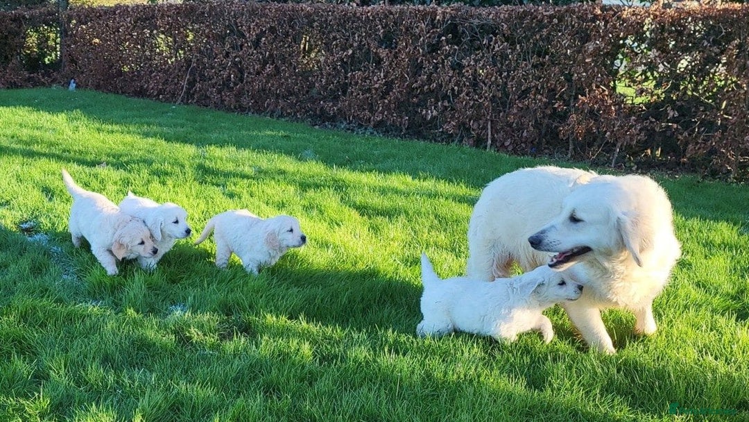 Golden Retriever dogs for sale: Stunning Golden Retriever Puppies - Image 7