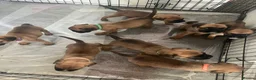 Mixed Breed dogs for sale: Boxer X Bullmastiff Puppies £600 in Wellingborough - Advert 12