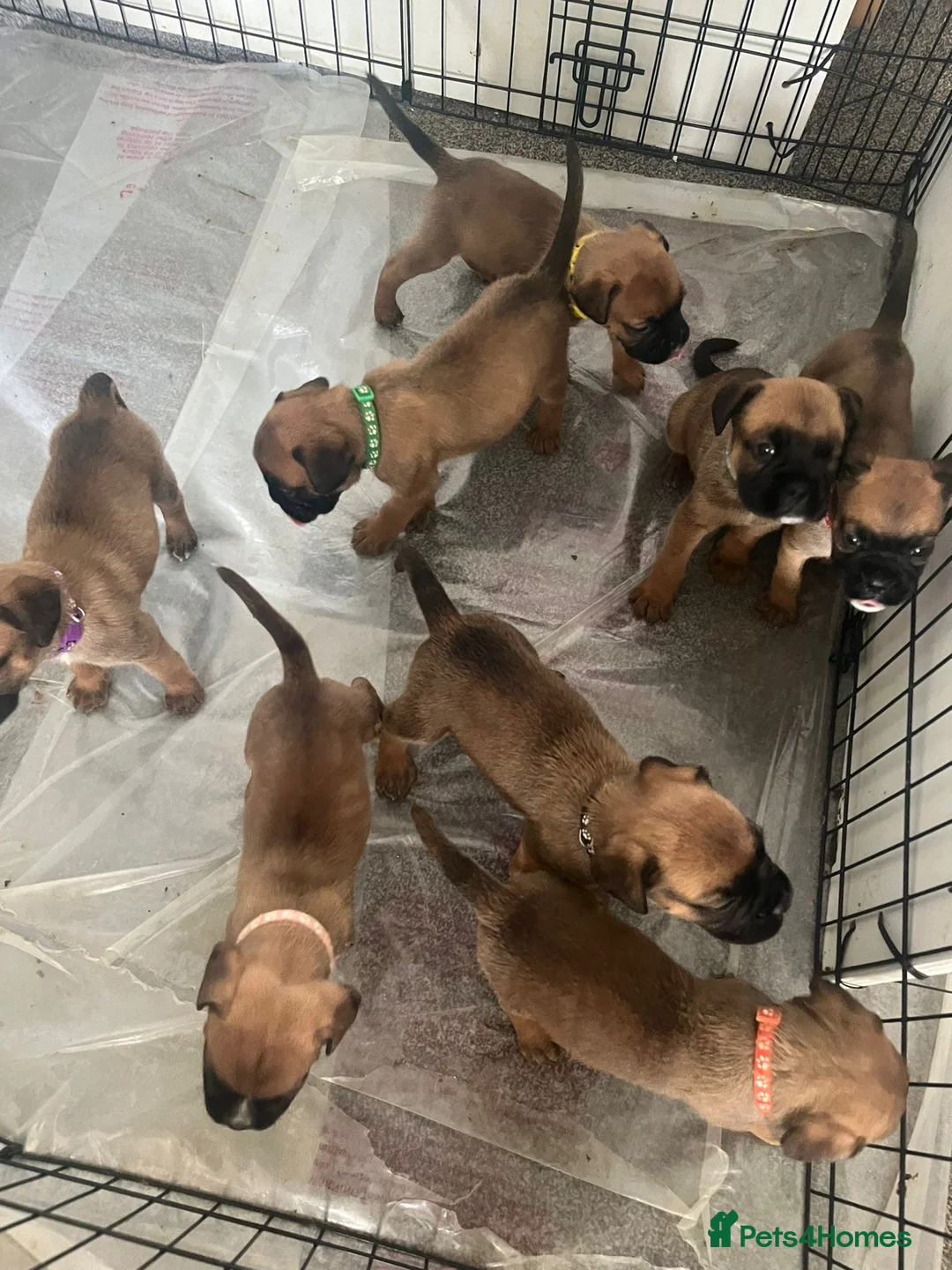 Mixed Breed dogs for sale: Boxer X Bullmastiff Puppies £600 in Wellingborough - Advert 12