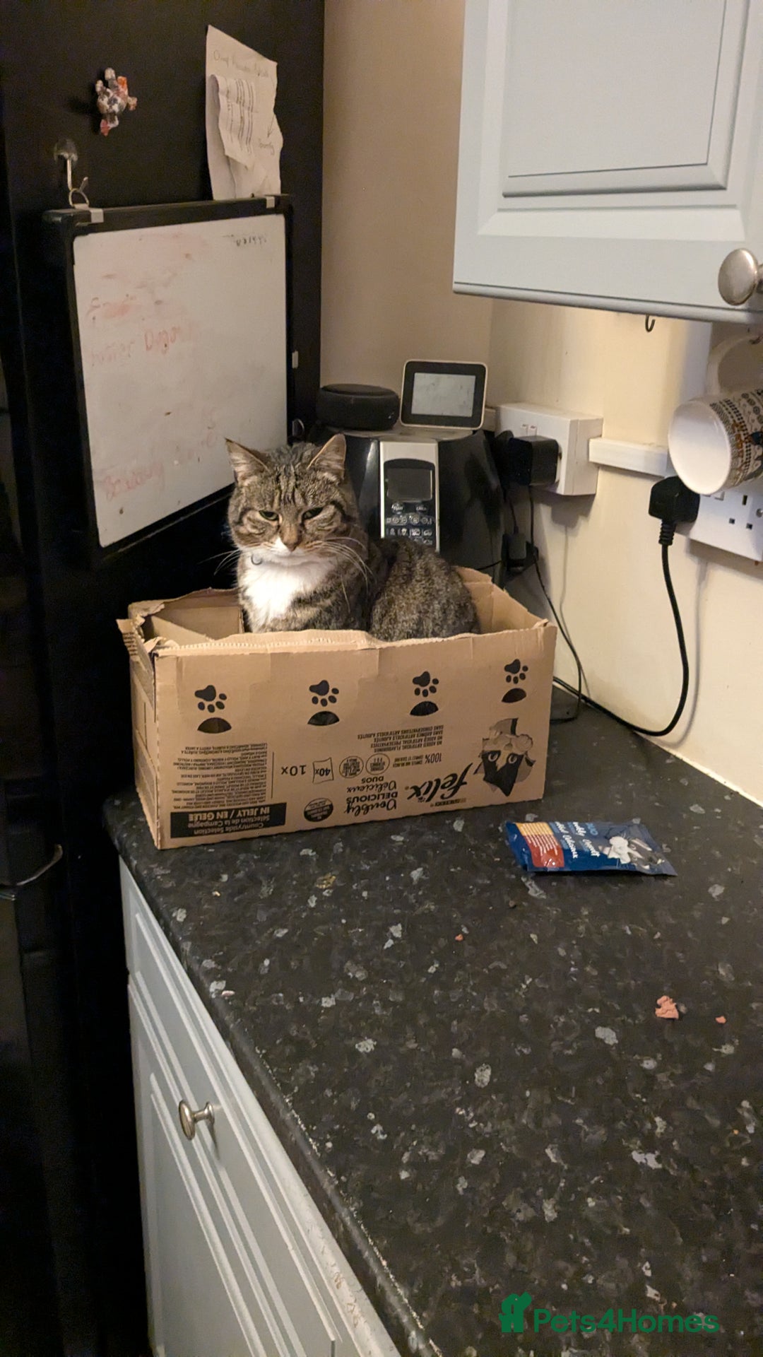 Mixed Breed cats for sale: Loving Home Wanted for Two Bonded Cats - Image 8