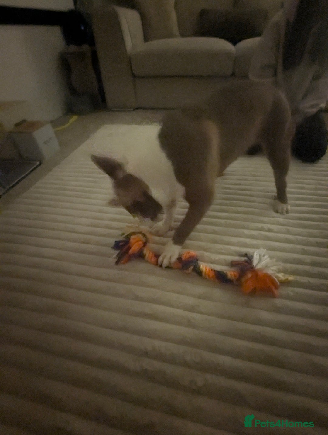 American Bully dogs for sale: Narla  - Advert 5