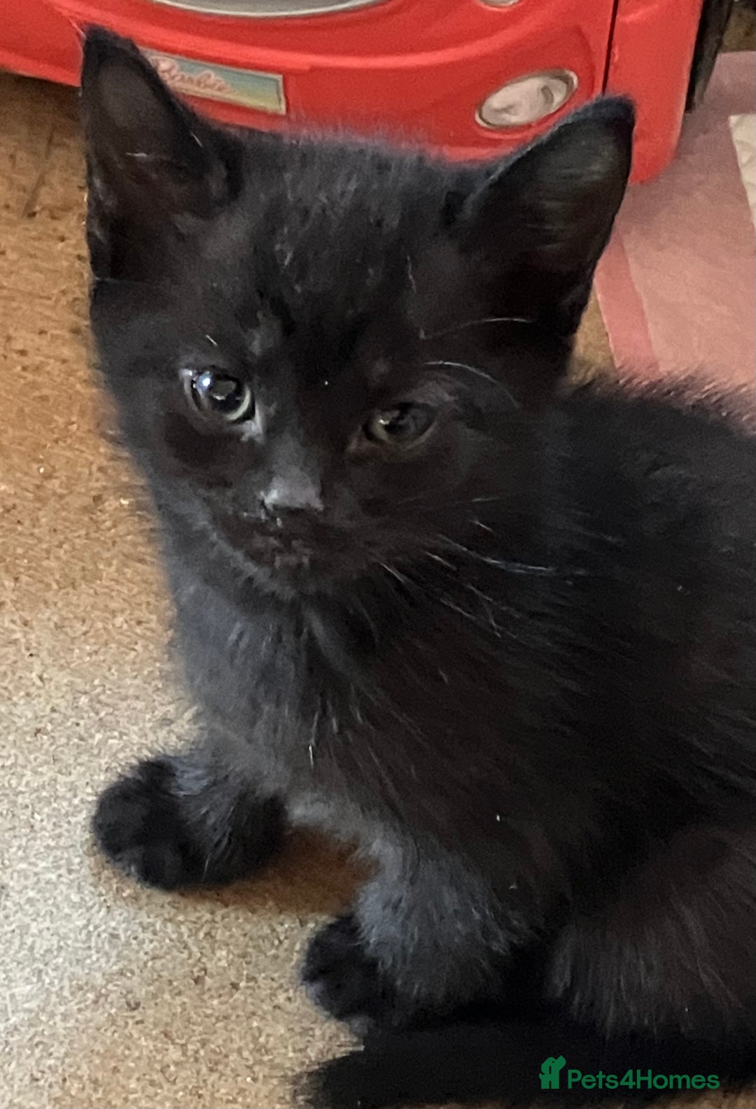 Domestic Shorthair cats for sale: Gorgeous blue short haired kittens  - Advert 7