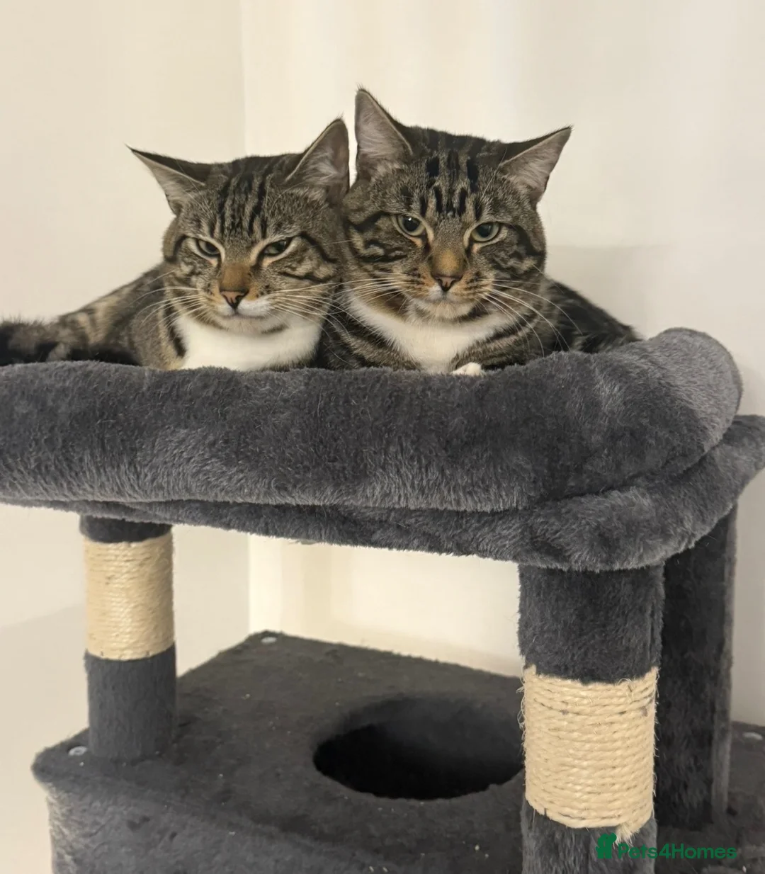 Domestic Shorthair cats for sale: Tiddlez and pistachio  in Brentford - Advert 2