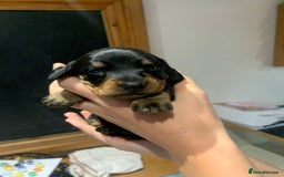 Dachshund dogs for sale: Miniature dachshund pups  - Image 4