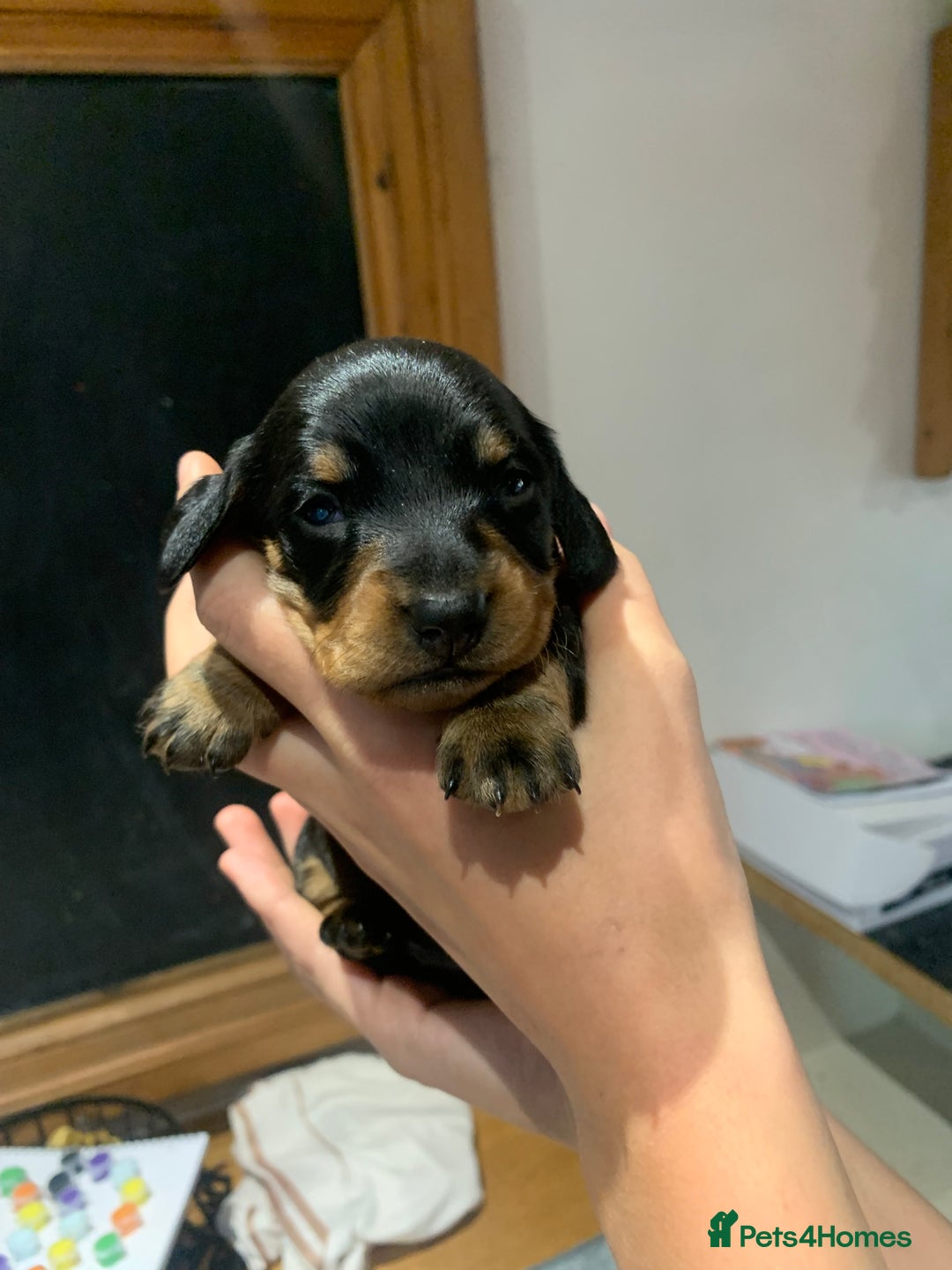 Dachshund dogs for sale: Miniature dachshund pups  - Image 4