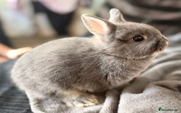 Netherland Dwarf rabbits for sale: Netherland dwarf rabbit - Image 3