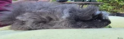 Guinea Pig rodents for sale: Cuddly Swiss Boar - Advert 7
