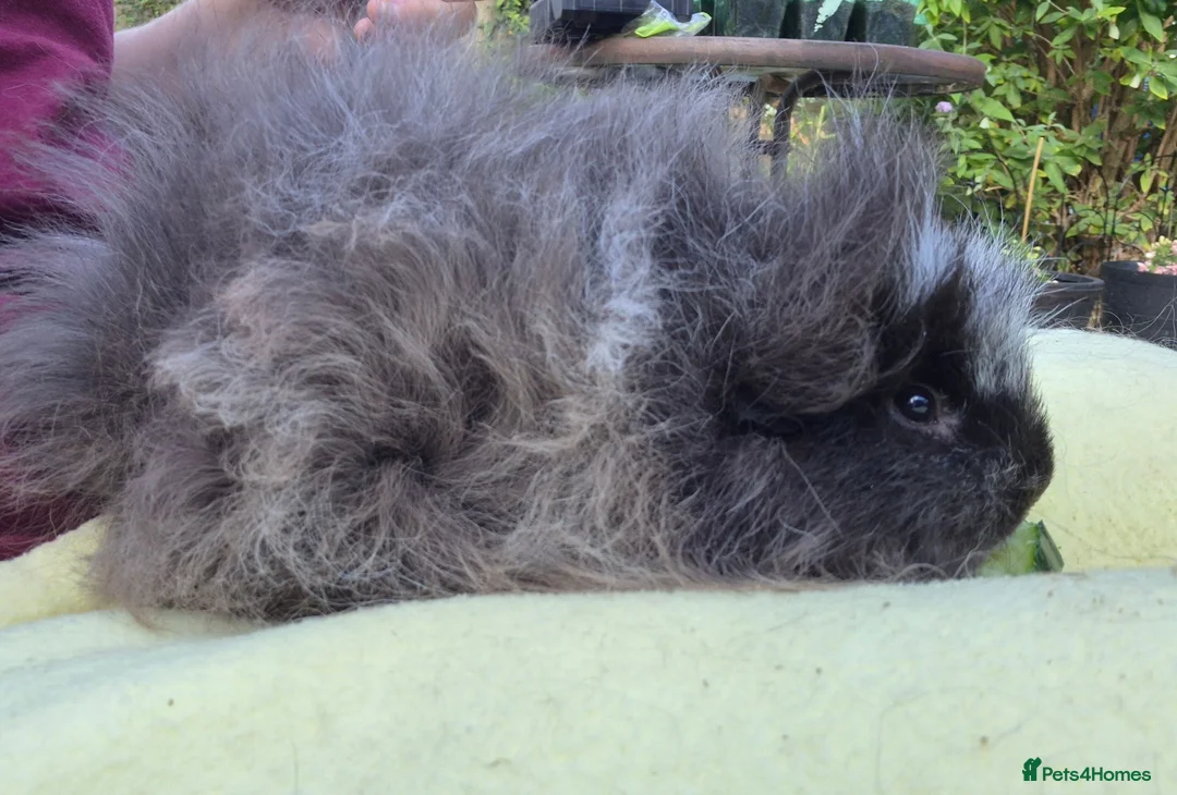 Guinea Pig rodents for sale: Cuddly Swiss Boar - Advert 7