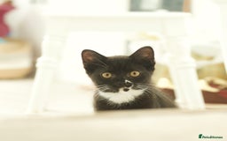 British Longhair cats for sale: Ready To Go This Weekend! 3 Sweet Little Kittens - Image 7