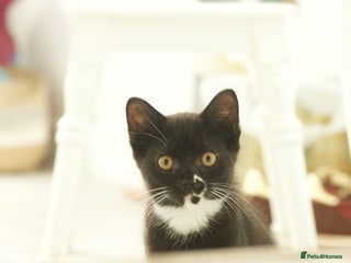 British Longhair cats - Advert 6