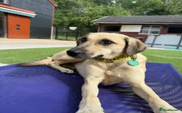 Mixed Breed dogs for adoption: Hermina looking for her home in Salisbury - Image 1