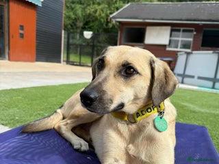 Mixed Breed dogs in Salisbury - Advert 13