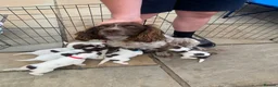 Sprocker dogs for sale: F1B litter of 8 cocker spaniels  - Advert 18