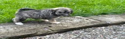 Schnoodle dogs for sale: Gorgeous Schnoodle Puppies  - Advert 14