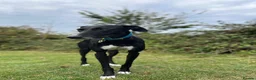 Greyhound dogs for adoption: Moose in Wellingborough - Advert 1