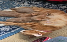 Mixed Breed cats for sale: Gorgeous Ginger Kittens 7 Weeks Old - Image 8
