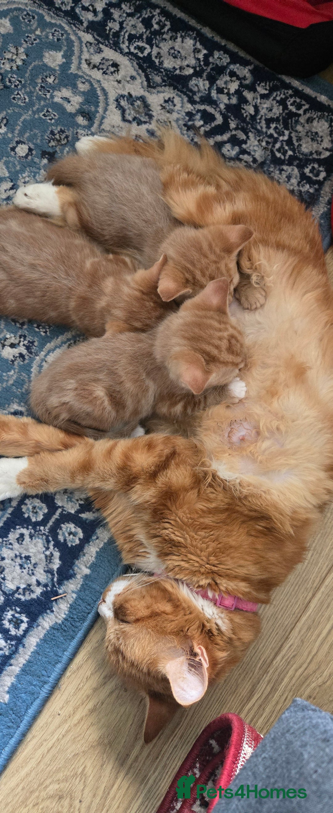Mixed Breed cats for sale: Gorgeous Ginger Kittens 7 Weeks Old - Image 8