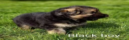 German Shepherd dogs for sale: Gorgeous German Shepherd pups for sale - Advert 15