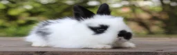 Angora rabbits for sale:     Beautiful Baby Angora Cross Rabbits - Advert 1