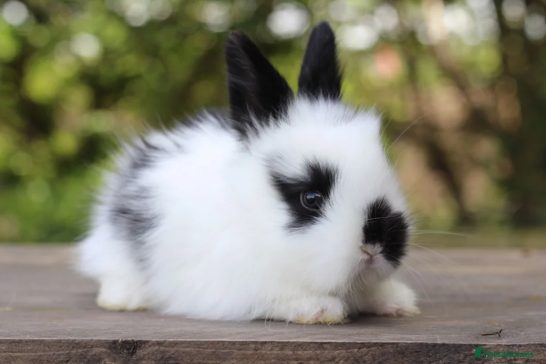 Angora rabbits for sale:     Beautiful Baby Angora Cross Rabbits - Advert 1