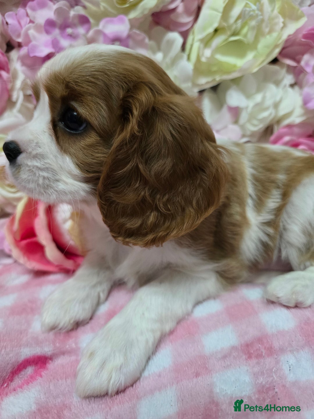 Cavalier King Charles Spaniel dogs for sale: KC registered from Health Tested parents  - Advert 8