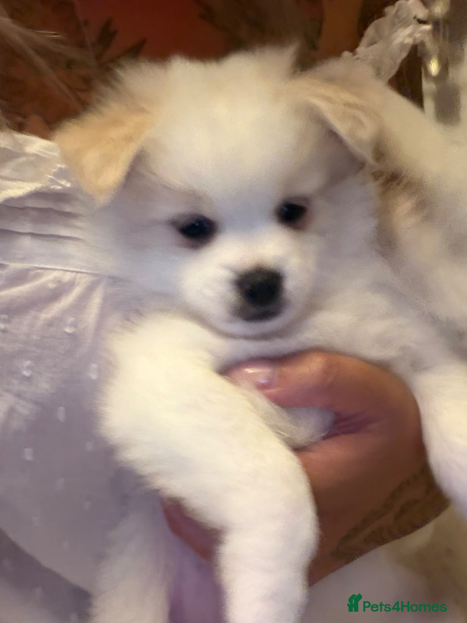 Pomeranian dogs 1 boy left ready to go  - Advert 22