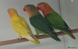 Lovebirds birds for sale: Lovely Lovebirds - Image 7