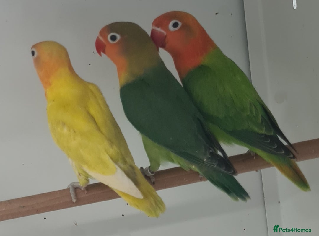 Lovebirds birds for sale: Lovely Lovebirds - Image 7