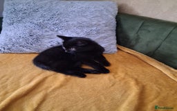 British Shorthair cats for sale: British Shorthair kitten  - Image 7