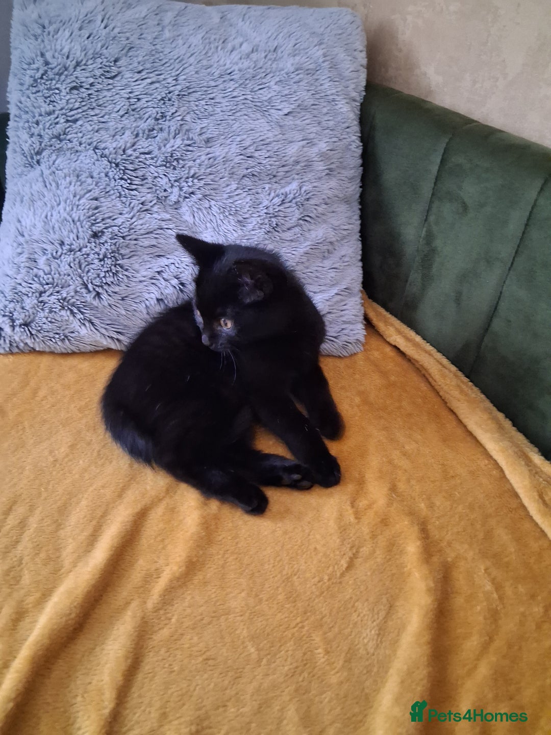 British Shorthair cats for sale: British Shorthair kitten  - Image 7