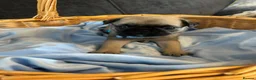 Pug dogs for sale: Unique pug puppies in Swanley - Advert 17