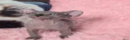 Sphynx cats for sale: 🐾 Gorgeous Sphynx Kittens – Reservations Open! 🐾 - Advert 34