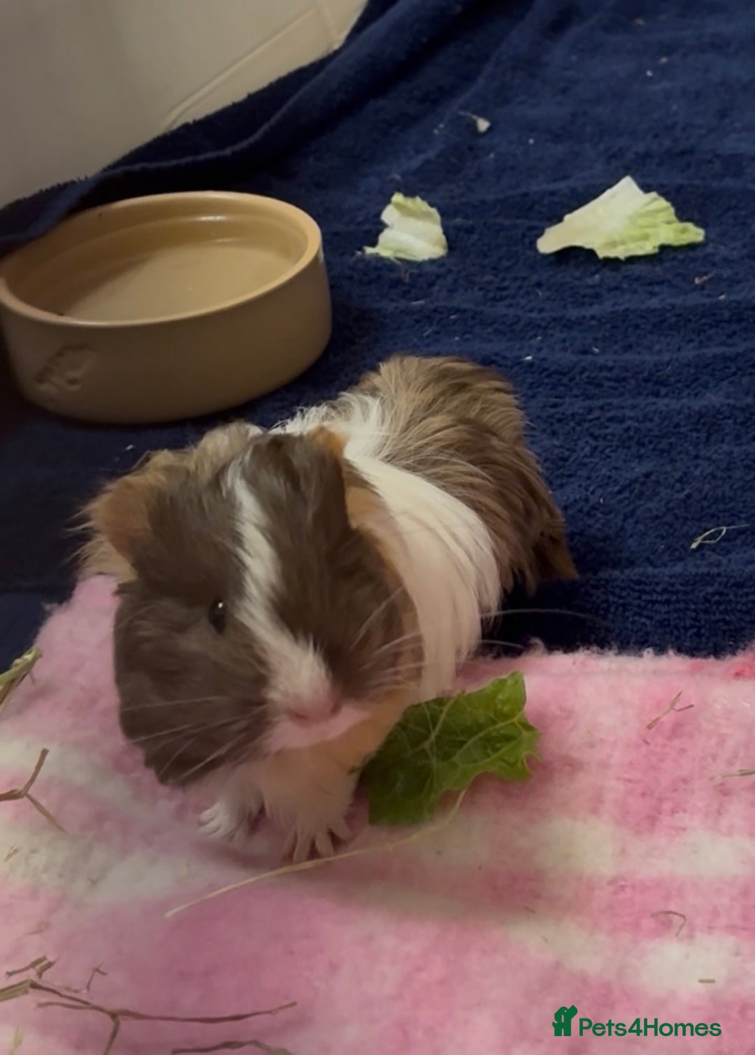 Guinea Pig rodents for sale: 2 Beautiful long haired girls  - Advert 13