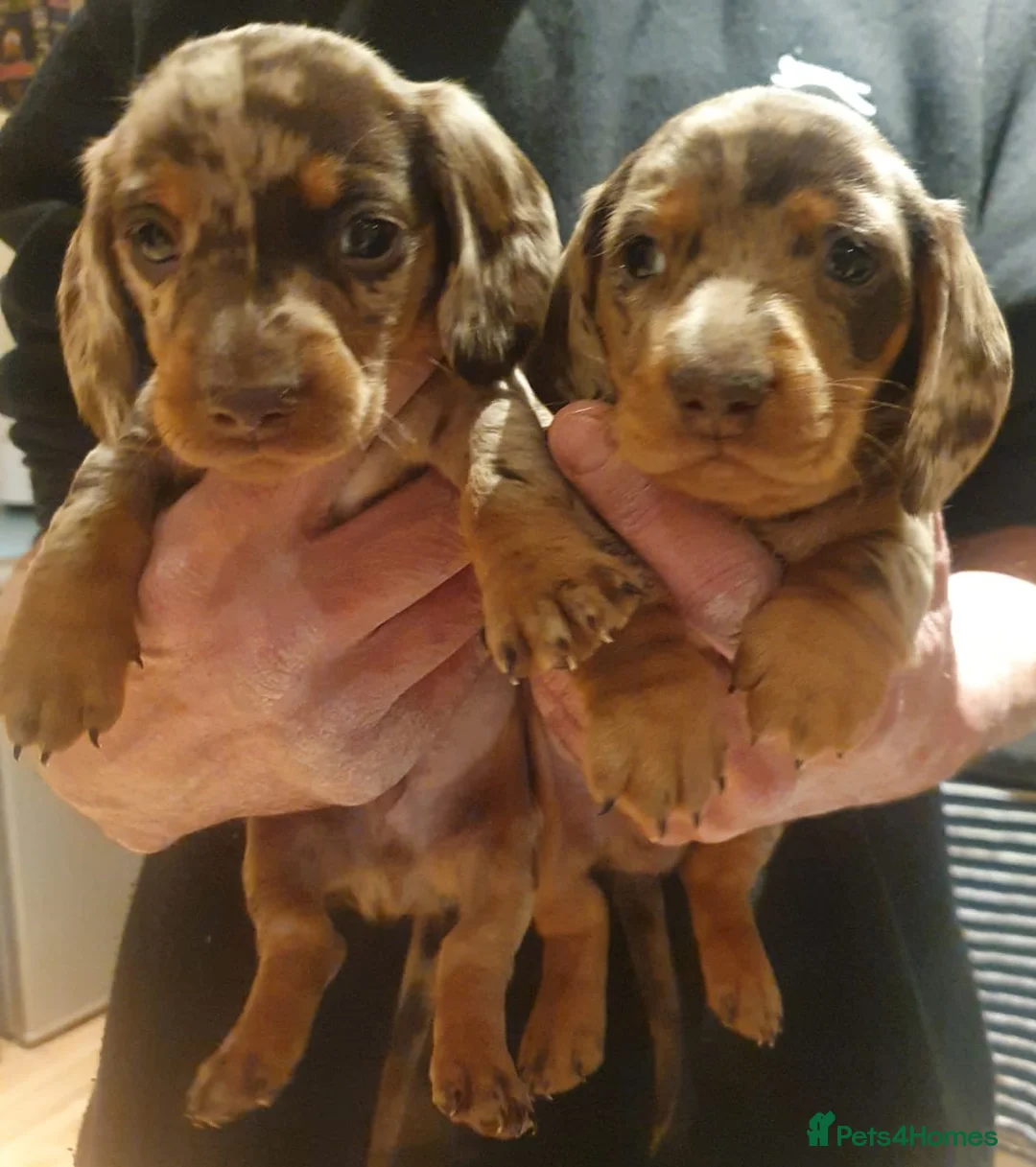 Miniature Dachshund dogs for stud: KC Chocolate dapple boy for stud very gentle. in Skegness - Advert 28
