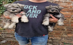 Miniature Schnauzer dogs for sale: KC Reg BVA MAC clear Miniature schnauzer  - Image 1