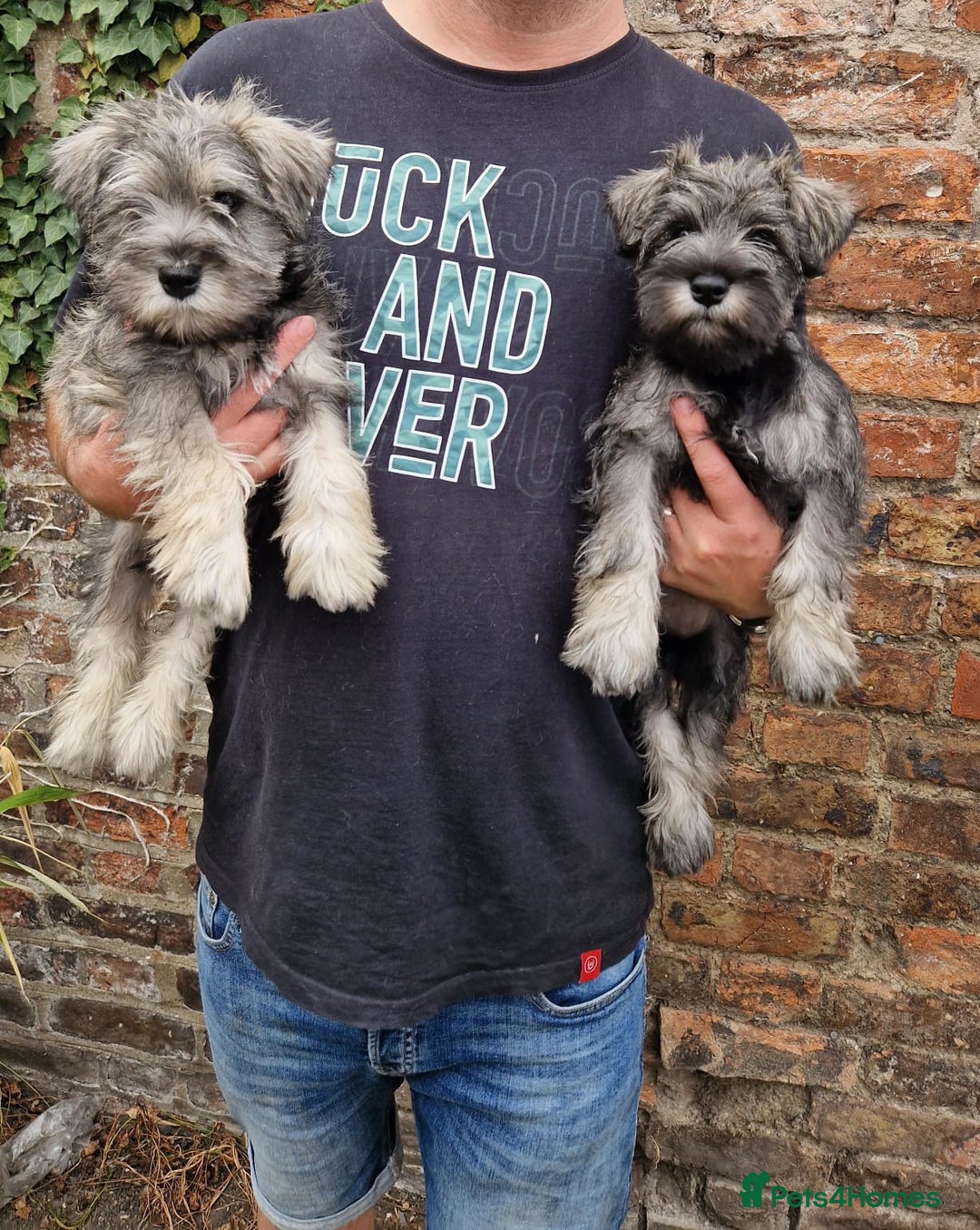 Miniature Schnauzer dogs for sale: KC Reg BVA MAC clear Miniature schnauzer  - Image 1